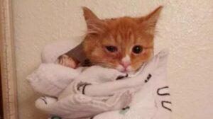 Spruce, il gattino che è riuscito a trovare una famiglia in tempo per Natale
