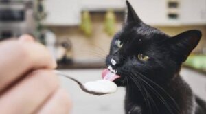 Gattino vuole fare colazione e fa di tutto per ottenerla (VIDEO)