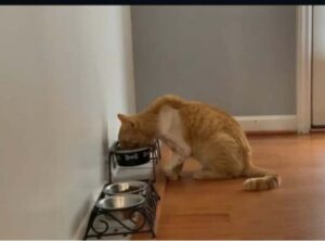 gattino arancione mangia