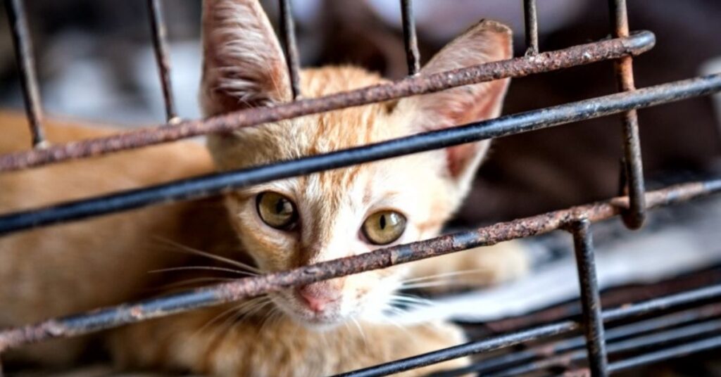 rifugio per gatti è indagato per aver usato il congelamento di animali vivi come forma di eutanasia