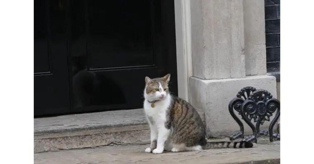 Il ministero degli Esteri francese adotta due gatti per combattere i topi