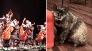 Gattino ruba la scena ad un’intera orchestra