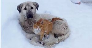 Gattino trova rifugio tra il pelo di un amico