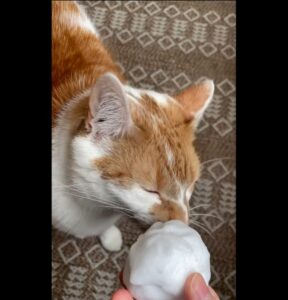 Il gatto Russell incontra la neve per la prima volta (VIDEO)