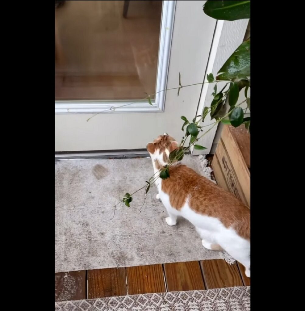 gatto russell conosce la neve per la prima volta