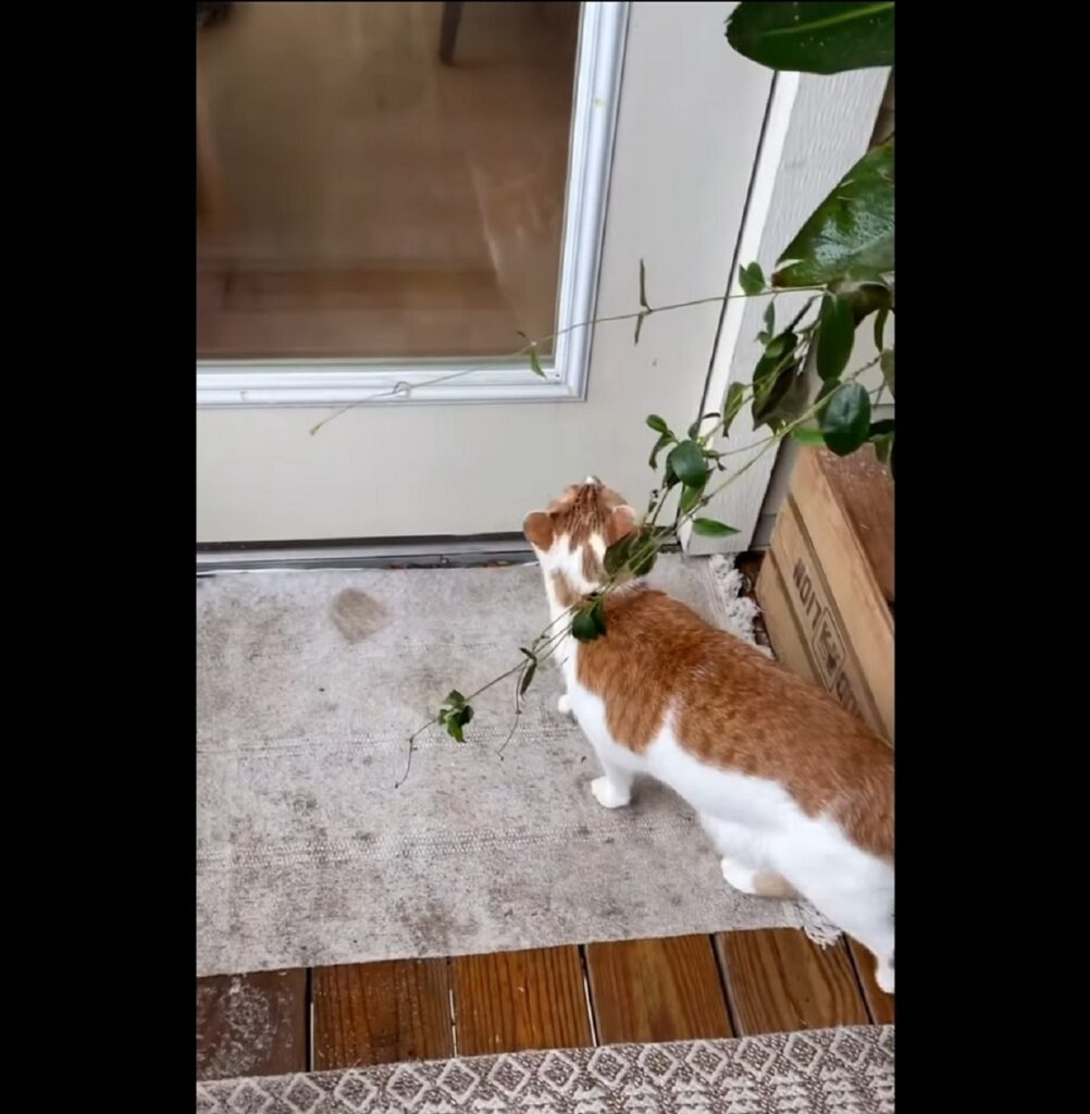 video del gatto russell