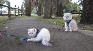 Il gatto Valentine cammina al guinzaglio per la prima volta (VIDEO)