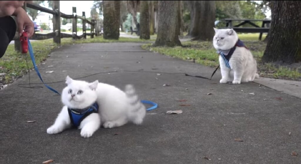 gatto valentine va al guinzaglio per la prima volta