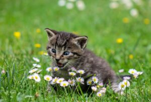 gattino sull'erba con fiori