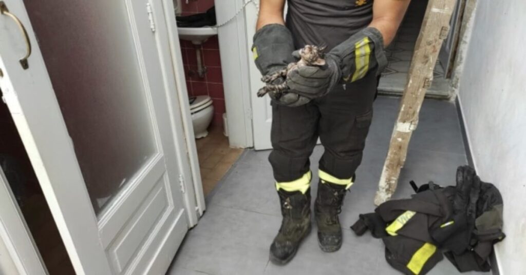 pompieri con gattino appena salvato