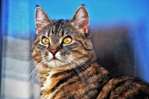 Assisi: un gattino grigio rimasto bloccato sul cornicione di un edificio viene salvato