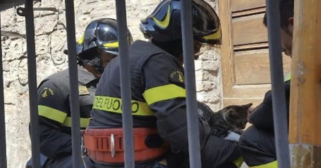 Pompieri salvano un gatto ad Assisi