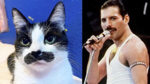 Il gatto con i baffi conquista gli utenti per la sua somiglianza con Freddie Mercury