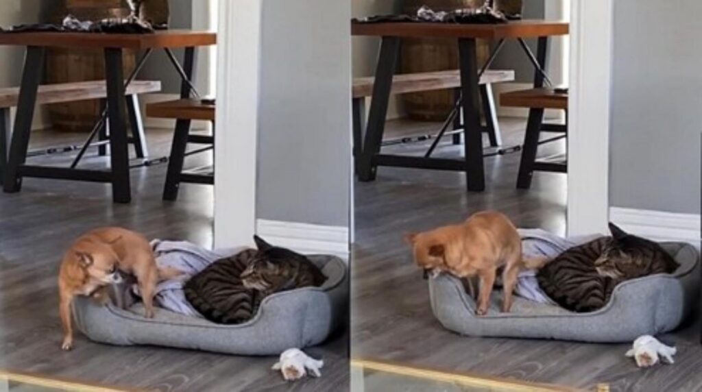 cagnolino dorme vicino al gatto