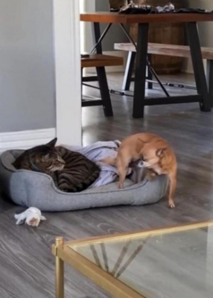 cagnolino dorme vicino al gatto