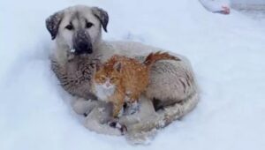 Durante una bufera il gatto trova rifugio tra le zampe di un cane randagio (VIDEO)