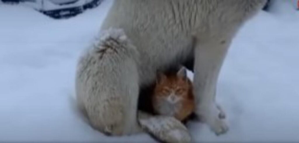 cane salva gatto infreddolito