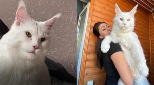 Kefir, il gatto gigante che a primo impatto sembra un cane
