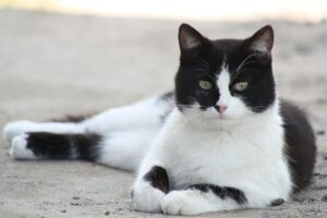 gatto bianco e nero