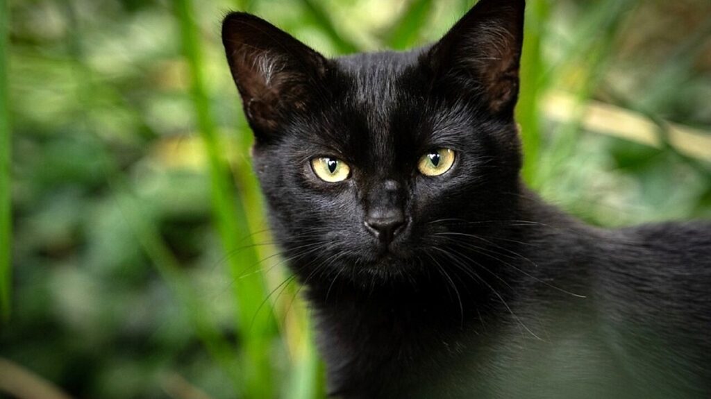 gatto nero all'interno del cinema