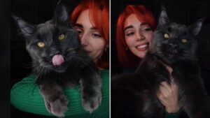 Vincent è il gatto gigante che incanta la Russia