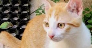 Dopo la morte del loro cane, la famiglia ritrova il gattino perso da mesi