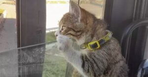 gattino guarda fuori dal finestrino
