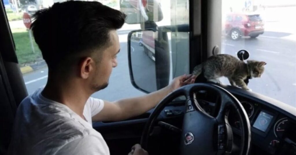 uomo alla guida di un camion con un gatto