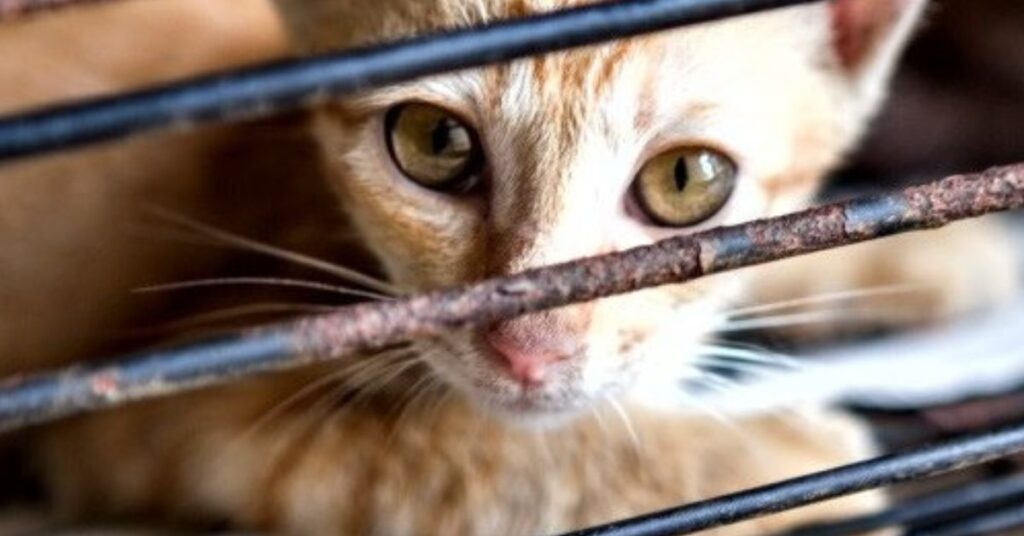 rifugio per gatti è indagato per aver usato il congelamento di animali vivi come forma di eutanasia