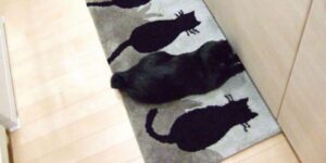 Questi gatti sono dei veri maestri a giocare a nascondino!