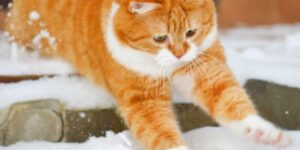 Gattone arancione che ama giocare sulla neve conquista il web con un adorabile servizio fotografico