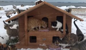 L’isola dei gattini è congelata; i volontari prestano soccorso (VIDEO)