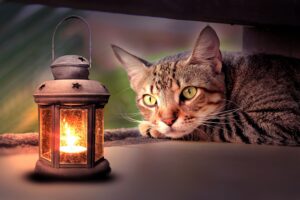 gatto con lampada