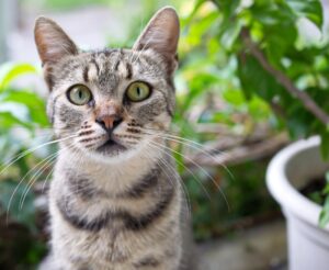 5 lettiere naturali per gatti, biodegradabili e di ottima qualità