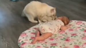 Mamma gattina presenta il suo cucciolo alla piccola umana di casa (VIDEO)