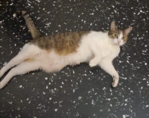 Milano, supera la rete di protezione e fugge via dall’appartamento, scomparso così il gatto Fortunato