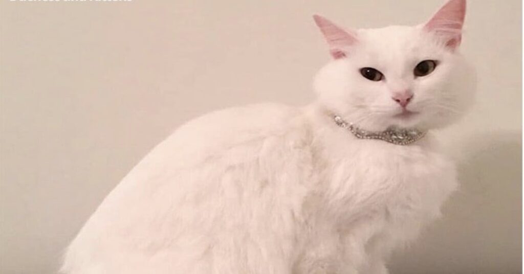 Duchessa gatta bianca