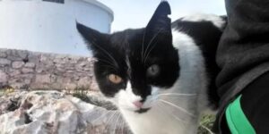 Negrin, il gatto guardiano del faro di Cap de Barbaria a Formentera