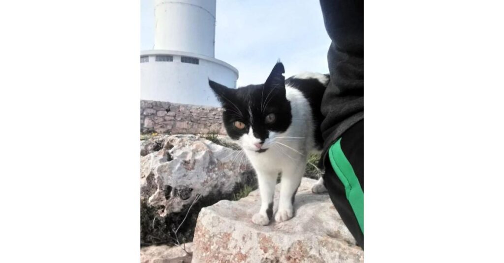 negrin gatto guardiano del faro