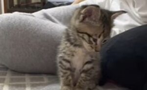 Piccolo gattino si rilassa nella nuova casa dopo il suo salvataggio (VIDEO)