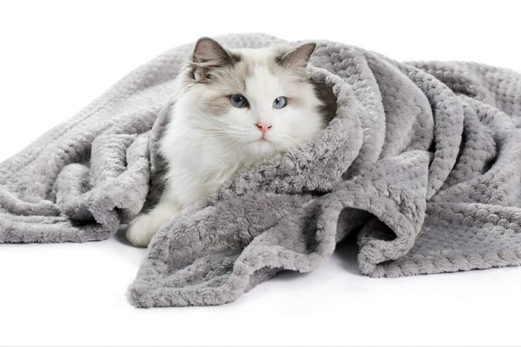 coperta per gatto
