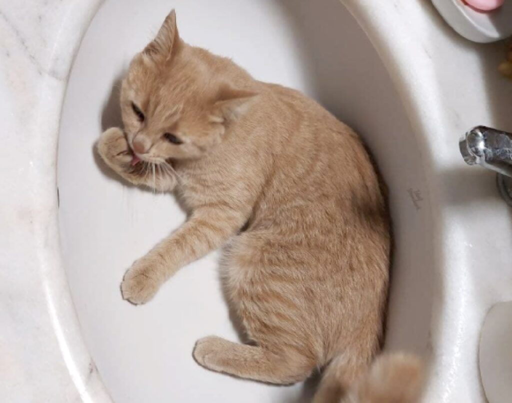 gatta color cipria dentro lavandino 