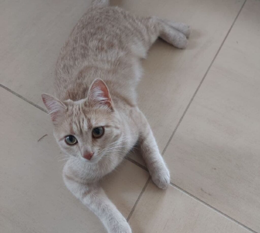 gatta distesa sul pavimento stesso colore 