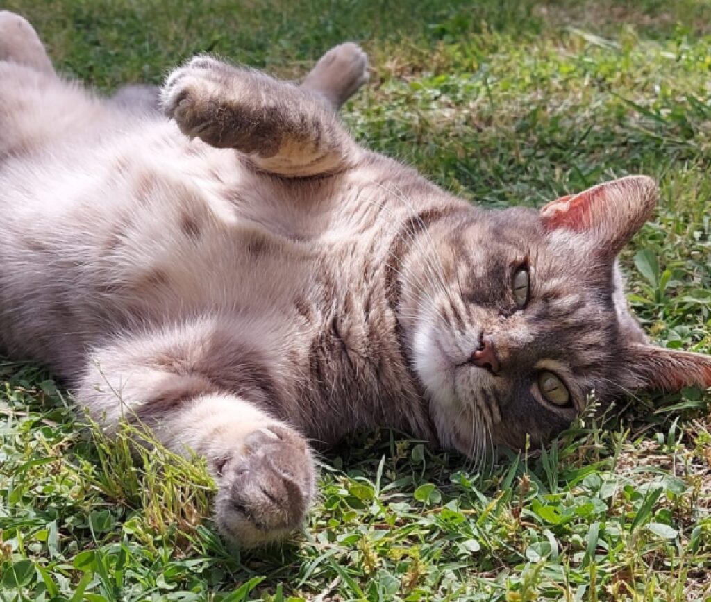 gatto gioca sul prato di casa