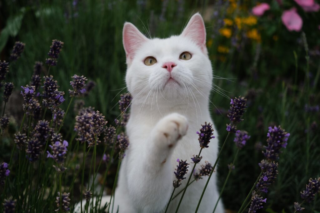gatto bianco tra i fiori