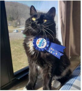 Gattino prende un diploma: vediamo perché