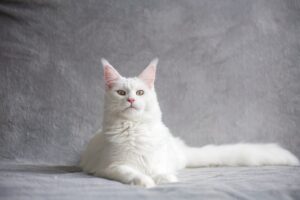 gatto bianco Maine Coon