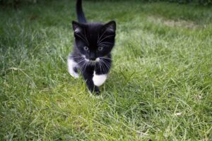 gatto corre sull'erba