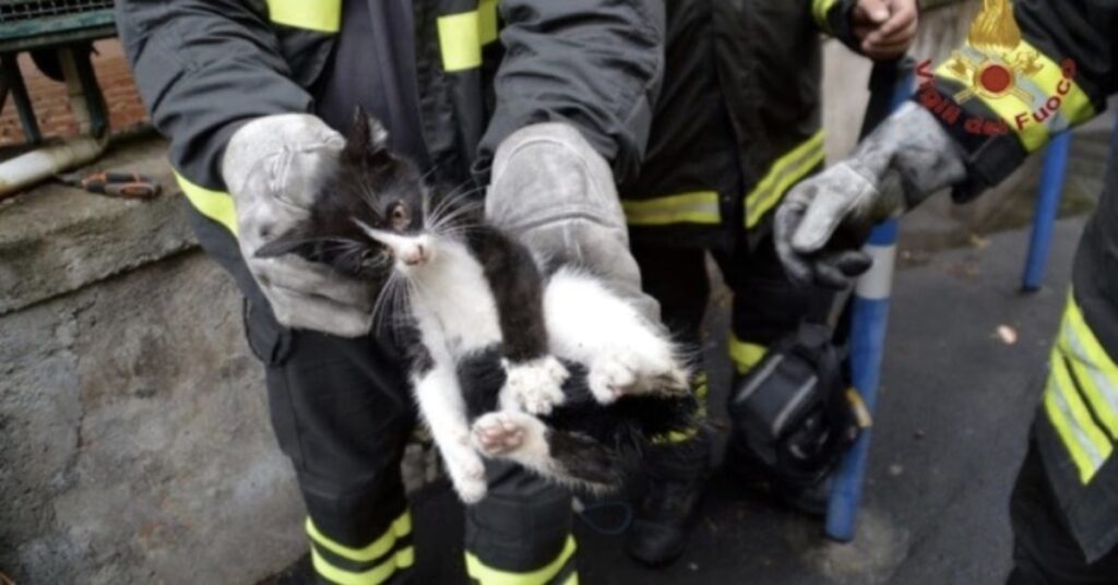 pompieri salvano un gatto a Acireale