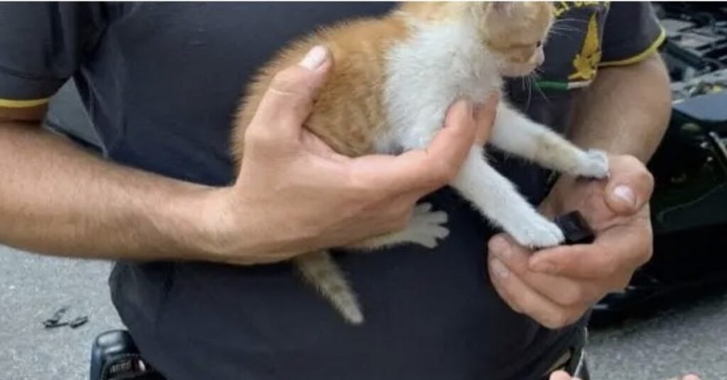 pompiere con in braccio gatto salvato